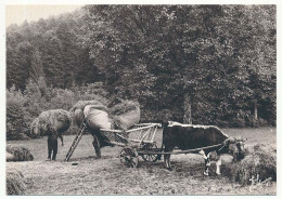 CPSM / CPM 10.5 X 15 Photographe JOËL COUCHOURON Les Vosges Les Foins  Bœuf   Char "échelle" - Altri & Non Classificati