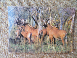 KB10/1391-Sénégal Parc National Du Niokolo Koba Harde D'antilopes Cheval (Koba) - Sénégal