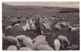 SUR LES HAUTS PLATEAUX, PASTORALE, (moutons Au Pâturage) - Andere & Zonder Classificatie