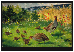 Tiere-AK Vögel - Rebhühner-Paar Mit Küken Im Feld, Ungebraucht, Um 1910 - Pájaros