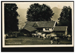 Foto-AK Schwaigeralm Bei Birkenstein Mit Rinderherde, FISCHBACH 11.8.1932 - Otros & Sin Clasificación