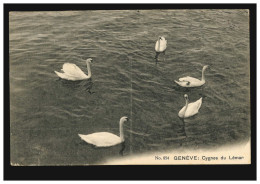 Foto-AK Schwäne Auf Dem Genfersee / Cygnes Du Leman, GENF 8.5.1907 - Vögel