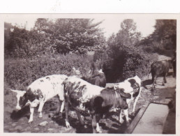 Photo Originale - 1936 - ORCIVAL - Les Vaches A L'abreuvoir - Lugares