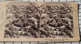 Dans Les Grandes Cours à Bestiaux De La Grande Union, Chicago, E.U  Underwood Stéréo - Stereoskope - Stereobetrachter