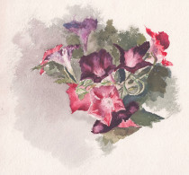 (Petunien Petunia / Blume Flowers / Botanik Botany) - Zeichnung Dessin Drawing - Stampe & Incisioni