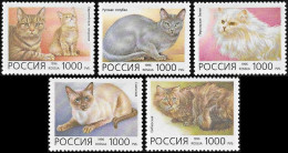 Russia 1996, Cats - 5 V. MNH - Hauskatzen