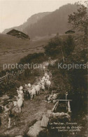 13153154 La Forclaz Aigle Rentrée Du Chevrier Sentier Alpestre Ziegen La Forclaz - Sonstige & Ohne Zuordnung