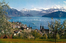 13143063 Weggis Vierwaldstaettersee Panorama Kurort Mit Alpen Baumbluete Weggis  - Sonstige & Ohne Zuordnung