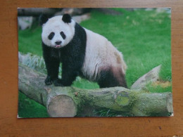 Zoo Van Antwerpen - Dierenpark Planckendael / Panda -> Beschreven - Osos