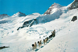 13123578 Jungfraujoch Polarhunde Hundeschlitten Gletscherhorn Rottalhorn Gebirgs - Altri & Non Classificati