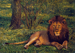 Safari Park Beekse Bergen, NL - Lion - Andere & Zonder Classificatie
