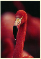 ZOO Antwerpen / ZOO Planckendael, Belgium - Flamingo - Antwerpen