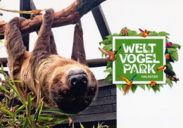 Vogelpark Walsrode (Bird Park), Germany - Sloth - Walsrode
