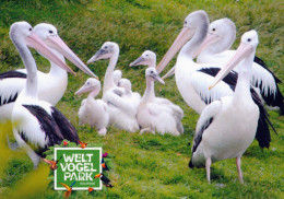 Vogelpark Walsrode (Bird Park), Germany - Pelican - Walsrode