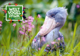 Vogelpark Walsrode (Bird Park), Germany - Shoebill - Walsrode