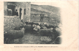 FR66 EUS - Précurseur - Rentrée D'un Troupeau - Berger Et Troupeau De Moutons - Animée Belle - Other & Unclassified