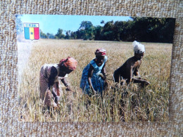 KB10/1392-Sénégal Culture Du Riz En Casamance - Sénégal