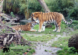 Allwetter ZOO Munster, Germany - Tiger - Muenster