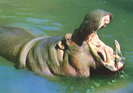 ZOO Lodz, Poland - Children's Zoo - Hippopotamus - Polen