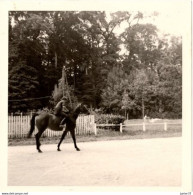 Photo Cavalière Avec Son Cheval à Cuissai , Le Haras Du Pin En 1964 - Persone Anonimi