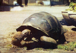 Stare ZOO Poznan, PL - Aldabra Giant Tortoise - Polen