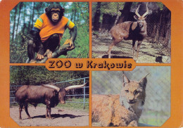 ZOO Krakow, Poland - Chimpanzee, Sitatunga, Watusi, Lynx - Pologne