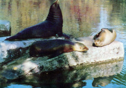 ZOO Warszawa, Poland - Sea Lions - Polen