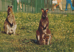 Slaski Zoo (Katowice / Chorzow), Poland - Wallaby - Pologne