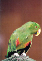 ZOO Wroclaw, Poland - Eclectus Parrot - Pologne