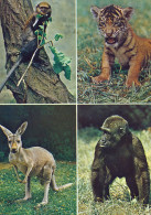 ZOO Wroclaw, Poland - Mona Monkey, Tiger, Kangaroo, Gorilla - Pologne