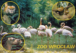ZOO Wroclaw, Poland - Patas Monkey, Python, Camel, Flamingo - Pologne