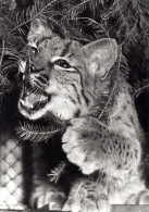 ZOO Wroclaw, Poland - Lynx - Poland