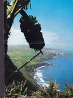 Spain PPC Tenerife Banana Trees On The Coastal Side PORTE DE LA CRUZ 1971 KGS. LYNGBY Denmark (2 Scans) - Tenerife