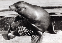 ZOO Wroclaw, Poland - Sea Lion - Pologne