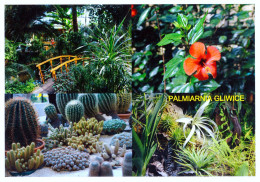 Palmiarnia Gliwice, PL - Plants, Cacti, Hibiscus, Flowers - Pologne