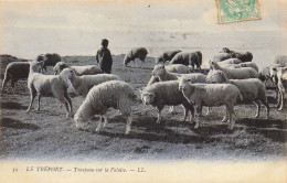 76 LE TREPORT TROUPEAU SUR LA FALAISE MOUTONS ET BERGER - Le Treport