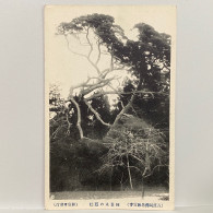 佐渡阿佛坊妙宣寺 阿新丸之隠松 新潟 Pine Tree, Awasan, Sado, Niigata    , JAPAN JAPON POSTCARD - Otros & Sin Clasificación