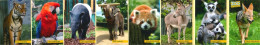 Leporello -8 Cards - ZOO Plzen, CZ - Jackal, Lemur, Ass, Panda, Elephant, Tapir, Macaw, Tiger - Czech Republic