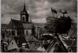 COLMAR. -  Nid De Cigognes Avec Vue Sur La Cathédrale.   -   Non Circulée.    Photo Véritable. - Colmar