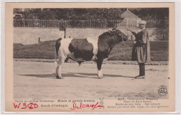 56 PONTIVY  BOT, Veterinaire Pontivy -Vente De Vaches Bretonnes - Bidets Et Norfolks Bretons..SUP PLAN Env. 1915. RARETE - Pontivy