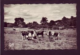 61 - LONGNY-au-PERCHE - LES PATURAGES -  - Longny Au Perche