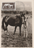 Motiv Pferde DDR Maximumkarten Grosser Preis Der DDR 1958 Selten - Caballos