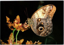 HUNAWIHR. -  Jardin Des Papillons : Caligo Eurilochus ( Pérou ) -  Non Circulée - Sonstige & Ohne Zuordnung