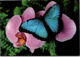 HUNAWIHR. -  Jardin Des Papillons : Morpho Peleides ( Colorado ) -  Non Circulée - Autres & Non Classés