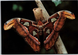 HUNAWIHR. -  Jardin Des Papillons : Attacus Atlas ( Philippines )  -  Non Circulée - Autres & Non Classés