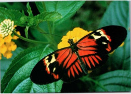 HUNAWIHR. -  Jardin Des Papillons : Heliconius Melpomene ( Amérique Du Sud )   -  Non Circulée - Other & Unclassified