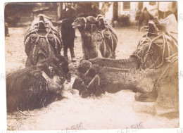 TR 02 - 24120 SMYRNE, IZMIR, Camel On The Street, Turkey ( 15/10 Cm) - Old Photocard - Unused - Türkei