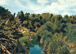 1 AK Réunion Island * Calme Paysage Et Lavandieres - Landschaft Und Wäscherinnen * - Réunion