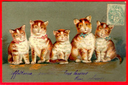 - F27841CPA - ANIMAUX - 5 Chats - Dorures - Carte Pionniere - Très Bon état - THEMES - Gatos