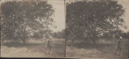 Photo Stéréoscopique Tchad Fort Lamy Sous Un Arbre Couvert De Nids De "gendarmes" - Stereoscopic